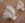 Shell Sconce
