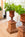 Pair of Vintage Cast Iron Urns with Pedestals