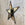 Star Mirror