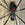 Large Iron Black Widow Spider Sculpture