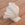 Shell Sconce