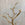 Tree Coat Rack in Antique Gold