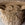 Pair of Carved Limestone Corinthian Capitals as Planters